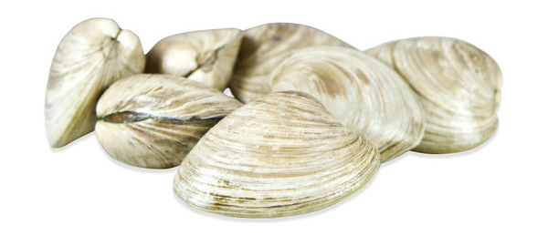 clams-2